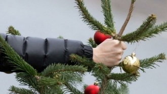 Новая жизнь новогодних ёлок
