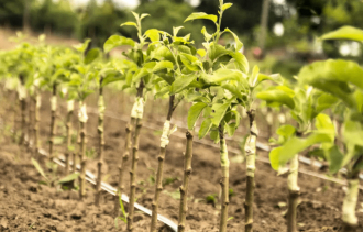 Sezonul de plantare a început