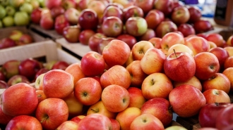 Producătorii de mere ar putea să înceapă noul sezon de recoltă cu depozitele goale