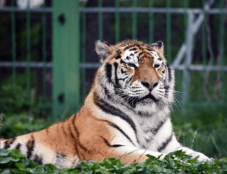 Măsuri de combatere a caniculei la zoo