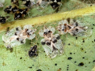 Perioada caniculară a adus în acest an un val de insecte