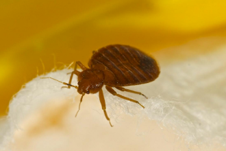 Insectele, o problemă tot mai frecventă în casele moldovenilor