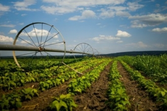 29 producători de cereale au depus cereri pentru creditul agricol de urgență