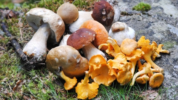 Medicii: Atenție la ciupercile de pădure!