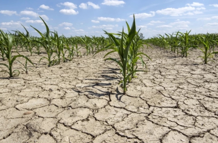 Vremea caniculară face dezastru în agricultură