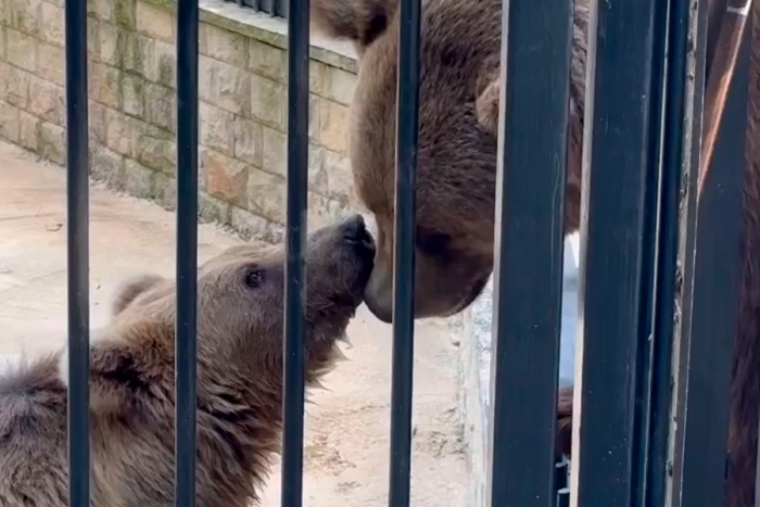 Grădina Zoologică din Chișinău s-a îmbogățit cu trei urși tineri
