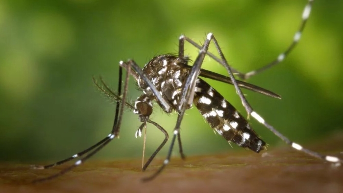Un nou caz de infecție cu West Nile în Chișinău