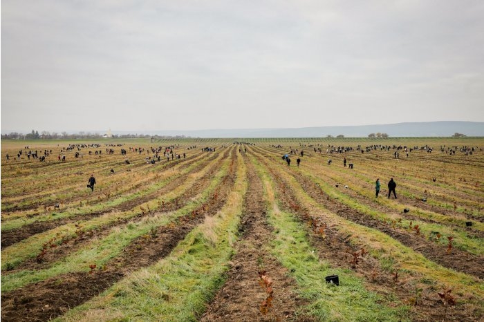 Banca Europeană de Investiții va susţine programul de împădurire a R. Moldova