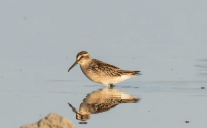 O nouă Listă Roșie a speciilor periclitate include cinci păsări din fauna R. Moldova