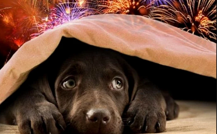 ANSA: Evitați focurile de artificii de Sărbători!