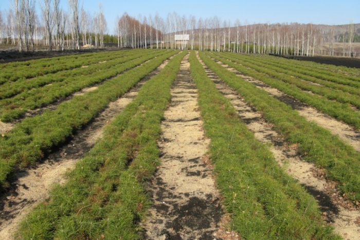 Агентство Moldsilva заложило 8 миллионов сеянцев для будущих лесных саженцев