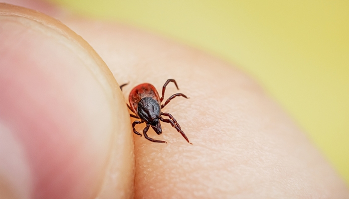 Trei cazuri de boala Lyme, înregistrate în municipiul Chișinău