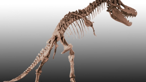 Specie nouă de Tyrannosaurus, descoperită de oamenii de ştiinţă