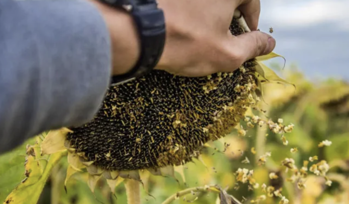 Materiile prime – baza exporturilor agroalimentare ale Moldovei