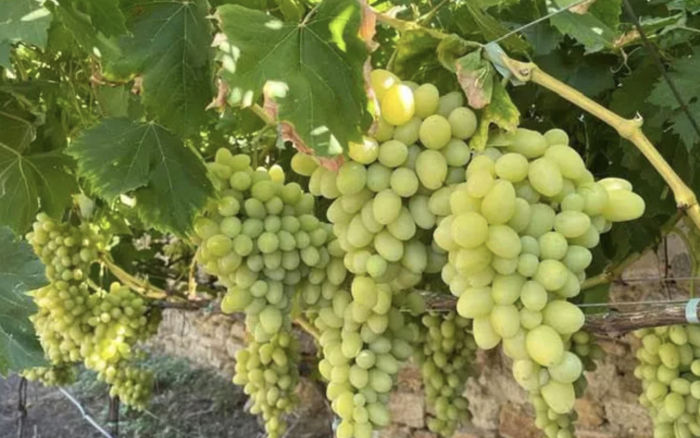 Viticultorii se așteaptă la o recoltă mare