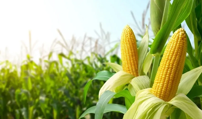 Prognoza: se va cultiva mai puțin porumb și floarea-soarelui