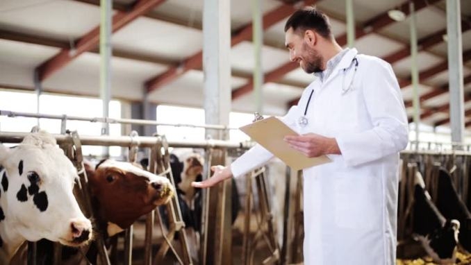 Moldova va implementa un sistem informațional destinat digitalizării circuitului medicamentelor de uz veterinar
