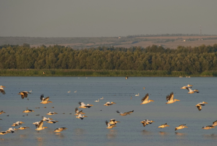 50 de hectare din Rezervația Naturală Prutul de Jos vor fi împădurite