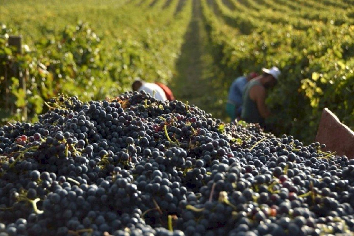 Recolta de struguri pentru vin ar putea crește