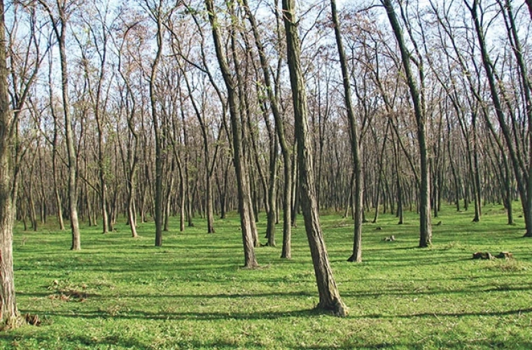 Starea fitosanitară a pădurilor din Moldova s-a îmbunătățit