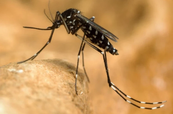 Două cazuri de infecție cu virusul West Nile, confirmate
