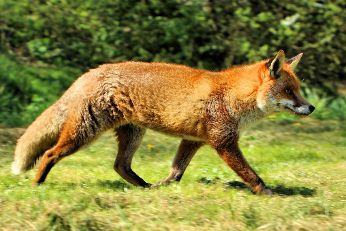 Aproape 60 de cazuri de rabie la animale în 2025