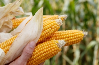 Agricultorii pot depune cereri de solicitare a subvențiilor pentru proiectele investiționale