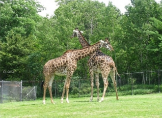 Grădina Zoologică din capitală și-a extins programul de lucru