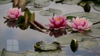 Curcubeu pe un lac din satul Bardar. Au înflorit nuferii