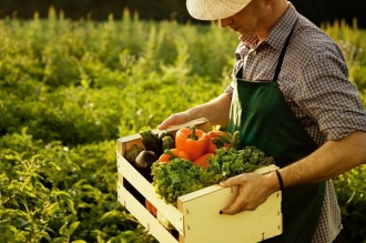 Guvernul pune în aplicare mai multe programe de susținere a producătorii agricoli