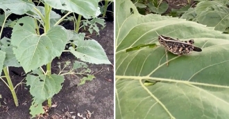 Invazie de lăcuste pe mai multe terenuri agricole din țară