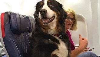 Pasagerii curselor avia, care doresc să călătorească cu animale de companie, trebuie să respecte mai multe reguli