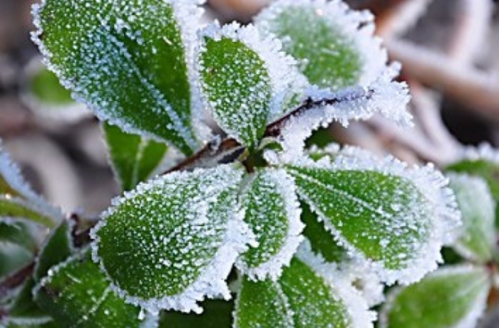 Alertă meteo: Cod Galben de înghețuri în Moldova