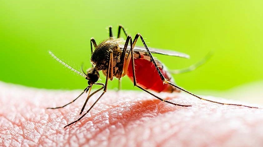 Trei cazuri de malarie au fost înregistrate în țara noastră de la începutul acestui an