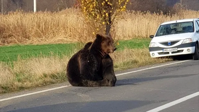 O adolescentă de 19 ani din Iași a murit, după ce a fost atacată de un urs
