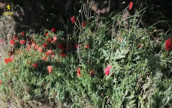 Plantație de mac, depistată într-o livadă din raionul Ialoveni