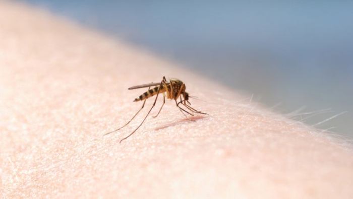 În Moldova a fost confirmat un caz de infecție cu virusul West Nile