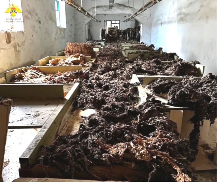 O fabrică clandestină de producere a țigaretelor, destructurată la Fălești