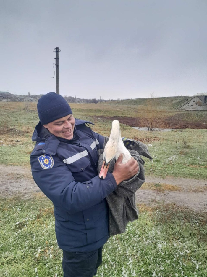 O lebădă rănită a fost salvată la Telenești