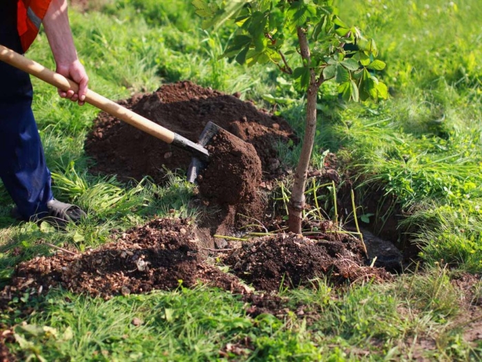 Mii de copaci, plantați în Chișinău