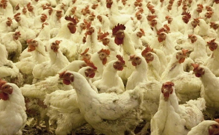 В Молдове забили более 110 тысяч птиц после выявления запрещённого вещества