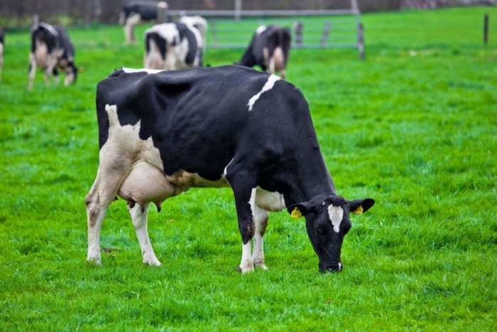 Sistemul de prevenire și control al bolilor animale va fi consolidat