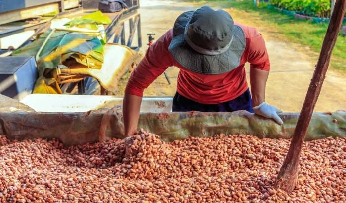 Scăderea prețurilor mondiale la cafea și cacao