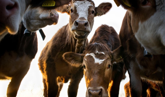Moldova va adera la Convențiile europene privind protecția animalelor
