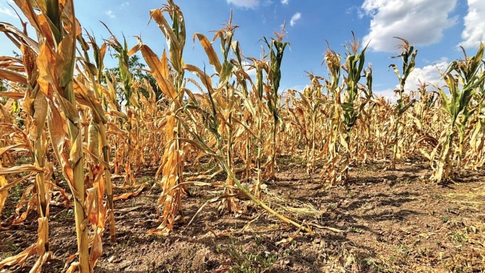 Producătorii agricoli vor primi despăgubiri: Guvernul alocă 50 de milioane de lei