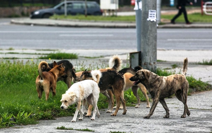 Peste 4 mii de persoane, agresate de animale de la începutul anului