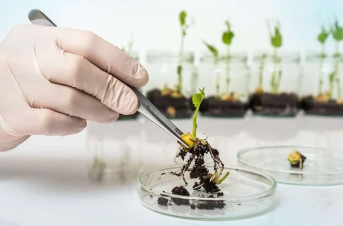 Guvernului i s-a cerut retragerea proiectului de lege privind organismele modificate genetic